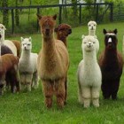Hugo Speeches: Thanks for All the Llamas